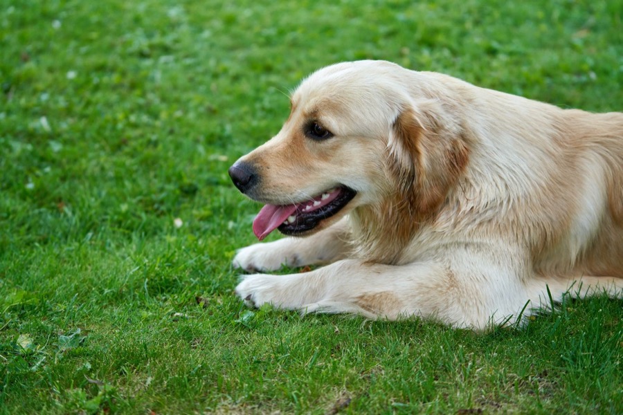 草地上趴着的金毛犬